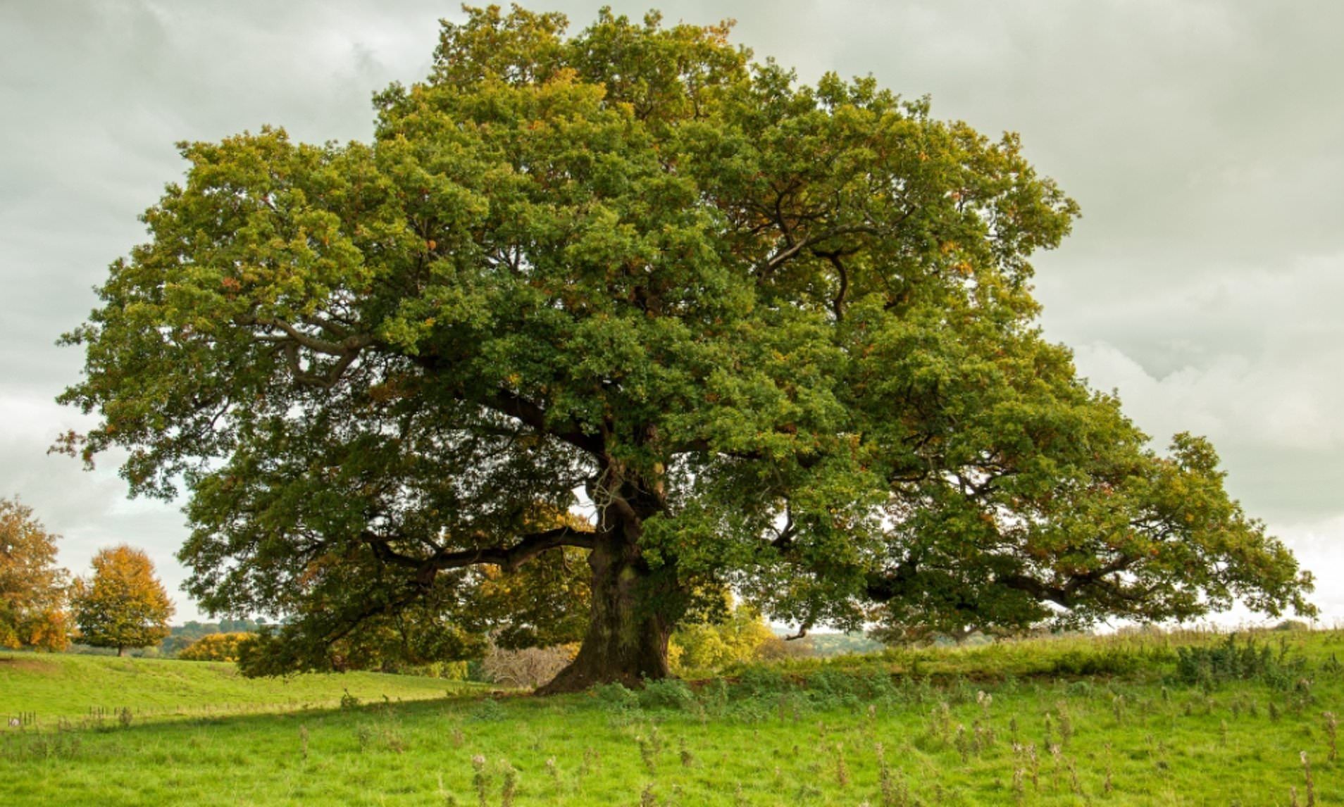 Britain's Symbolic Oak Tree Is 'vulnerable' To Pests And Climate Throughout Best And Newest Oak Leaf Double Rings (View 15 of 25)