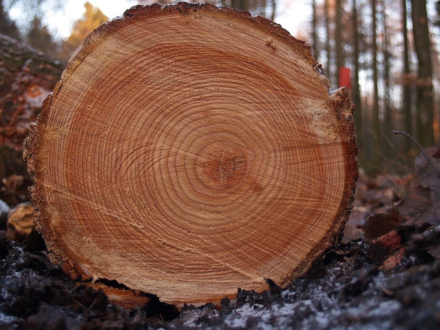 Tree Rings Reveal Our Past — And Our Future | Mnn – Mother Nature Intended For Current Oak Leaf Double Rings (View 21 of 25)