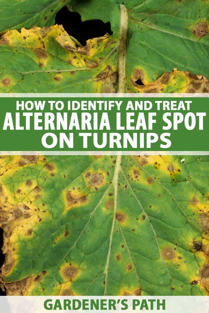 Turnips Leaves Have Yellow & Black Spots: Alternaria Leaf Spot Of Turnip Inside Latest Oak Leaf Double Rings (View 24 of 25)